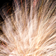Illustration for article titled 75 Explosive Photos of Fireworks